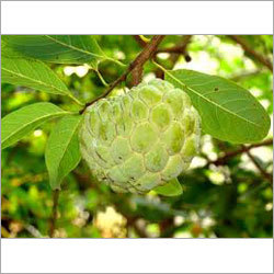 Fresh Custard Apples