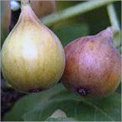 Oraganic Anjeer