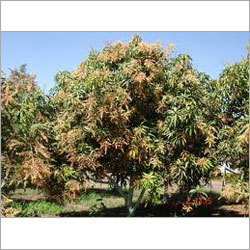 Mango Farming