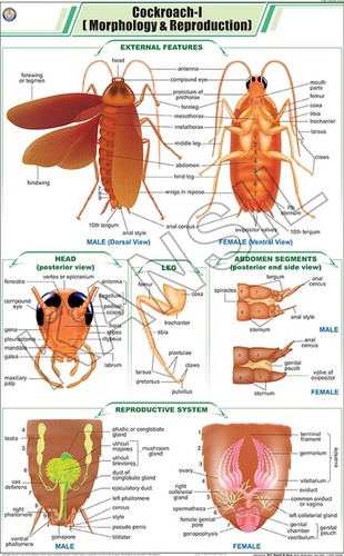 Cockroach l: Morphology & Reproduction Chart