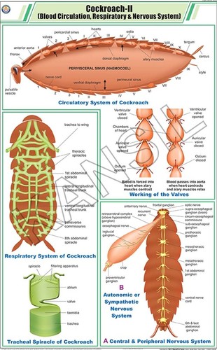Cockroach ll: Blood Circulation, Respiratory & Nervous System