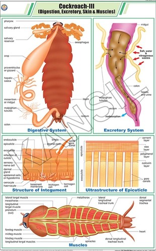 Cockroach lll: Digestion, Excretory, Skin & Muscles