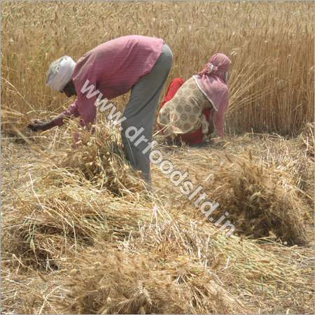 Fresh Agro Products