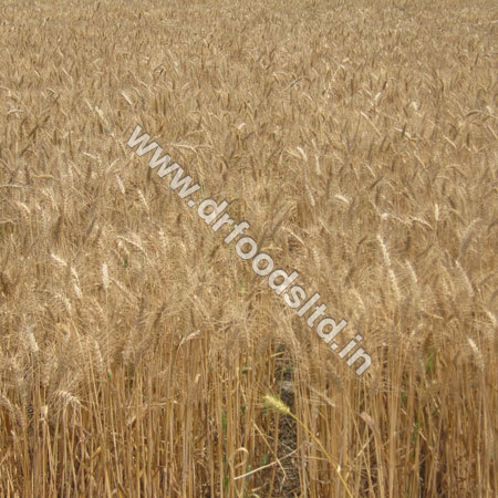 Fresh Wheat