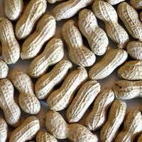 Ground Nut