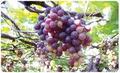 Black Grapes