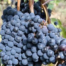 Grapes