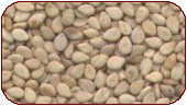 Natural White Sesame Seeds