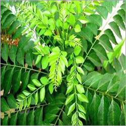 Curry Leaves