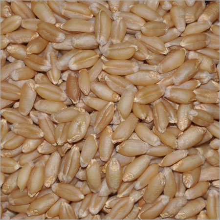 Fresh Wheat