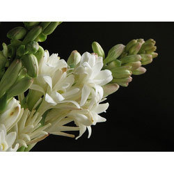 Tuberose