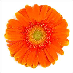 Gerbera