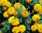Marigold