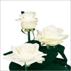 White Roses