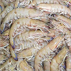 Prawns