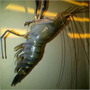 Scampi