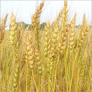 Wheat