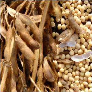 Soybeans