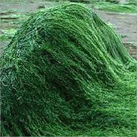 Natural Spirulina