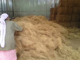 Coir Fibre