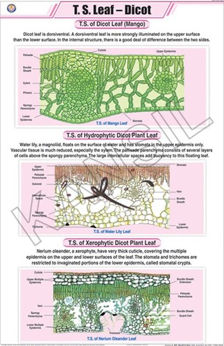 T.S. Leaf Dicot Chart