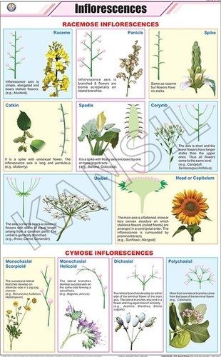 Inflorescences Chart