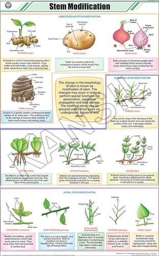 Stem Modification Chart
