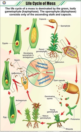 Life Cycle Of Moss Chart