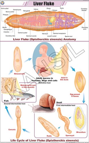 Liver Fluke Chart