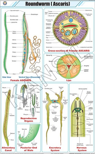 Roundworm (Ascaris) Chart