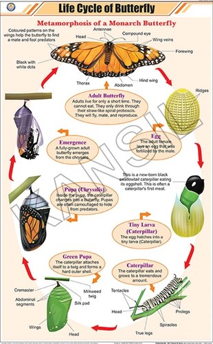 Life Cycle of Butterfly Chart