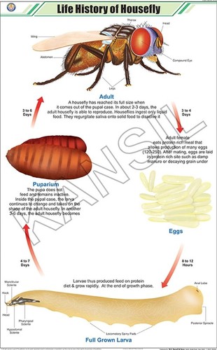 Life History of Housefly Chart