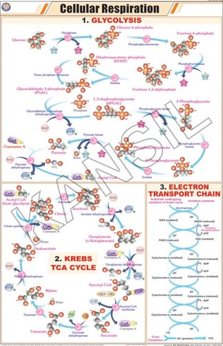 Cellular Respiration Chart