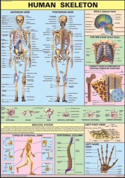 The Skeleton Chart