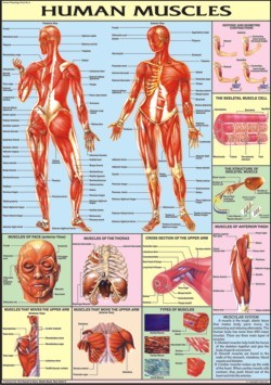 Muscles Chart