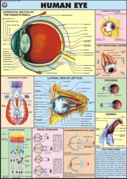 Human Eye chart