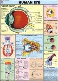 Human Eye Chart Dimensions: 70 A A  100  Centimeter (cm)
