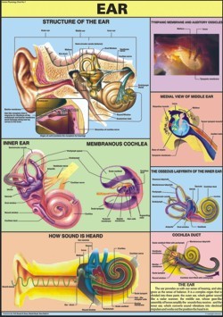 Ear Chart
