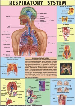 The Respiratory System Chart