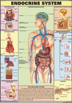 Endocrine System Chart