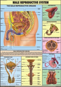 Reproductive (Male) chart