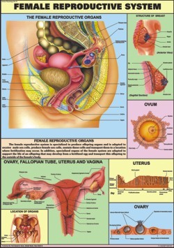 Reproductive (Female) Chart