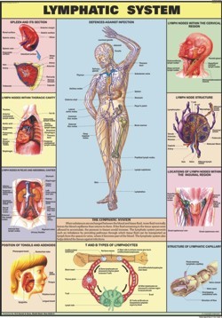 Lymphatic System Chart
