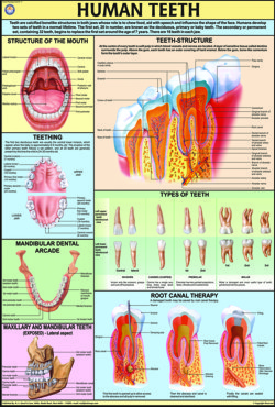 Human Teeth Chart