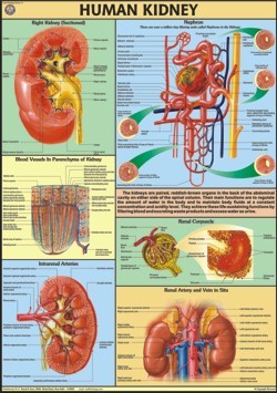 Human Kidney Chart Dimensions: 70 A A  100  Centimeter (Cm)