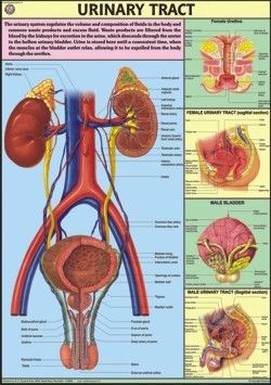 Urinary Tract Chart Dimensions: 70 A  100  Centimeter (Cm)