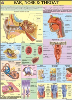 Ear Nose Throat chart