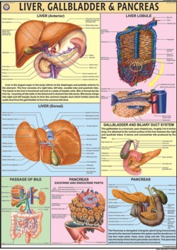 Liver Gall Bladder And Pancreas Chart Dimensions: 70 A  100  Centimeter (Cm)
