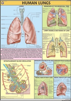 Human Lungs  Chart
