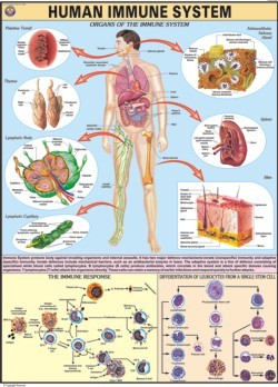 Immune System Chart